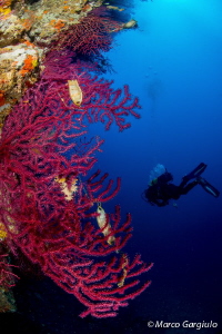 Sea Fan & the Ingeneer by Marco Gargiulo 